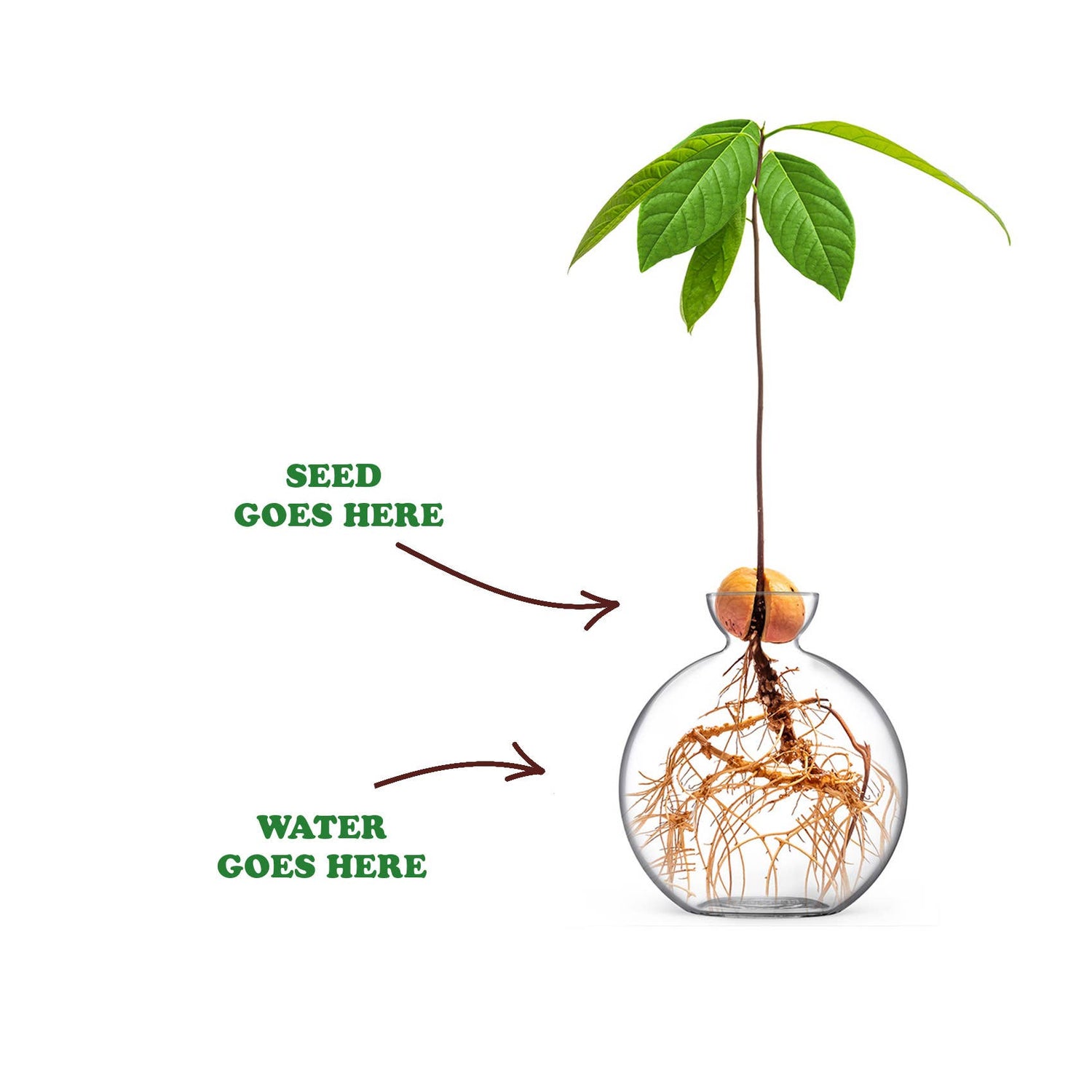 Cloudberries - Vasecado® Grow an Avocado-Pflanze, handgeblasene Vase aus klarem Glas