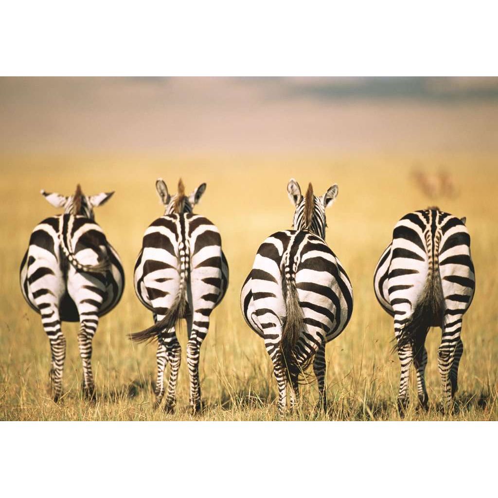 Ravensburger | Zebra