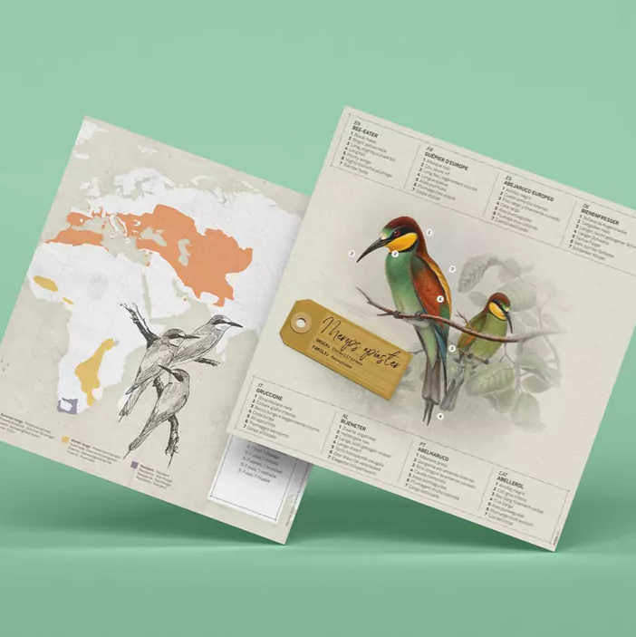 PLEGO - MEROPS APIASTER - BIENENFRESSER - Papiervogel