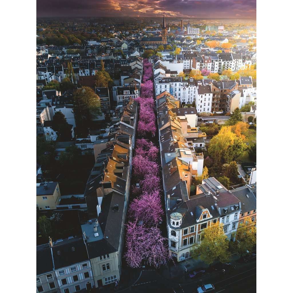 Ravensburger | Blühendes Bonn