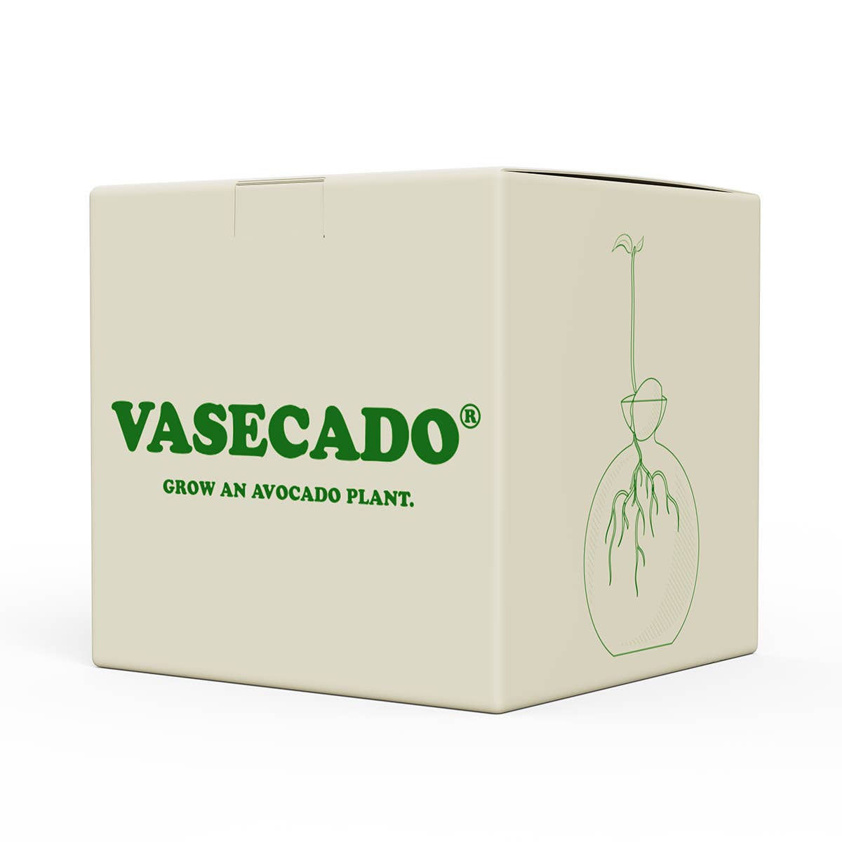 Cloudberries - Vasecado® Grow an Avocado-Pflanze, handgeblasene Vase aus klarem Glas