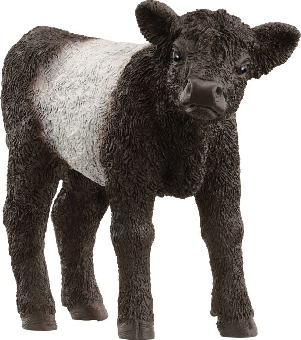 Schleich | Galloway Kalb | 13969