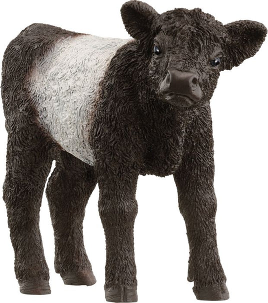 Schleich | Galloway Kalb | 13969
