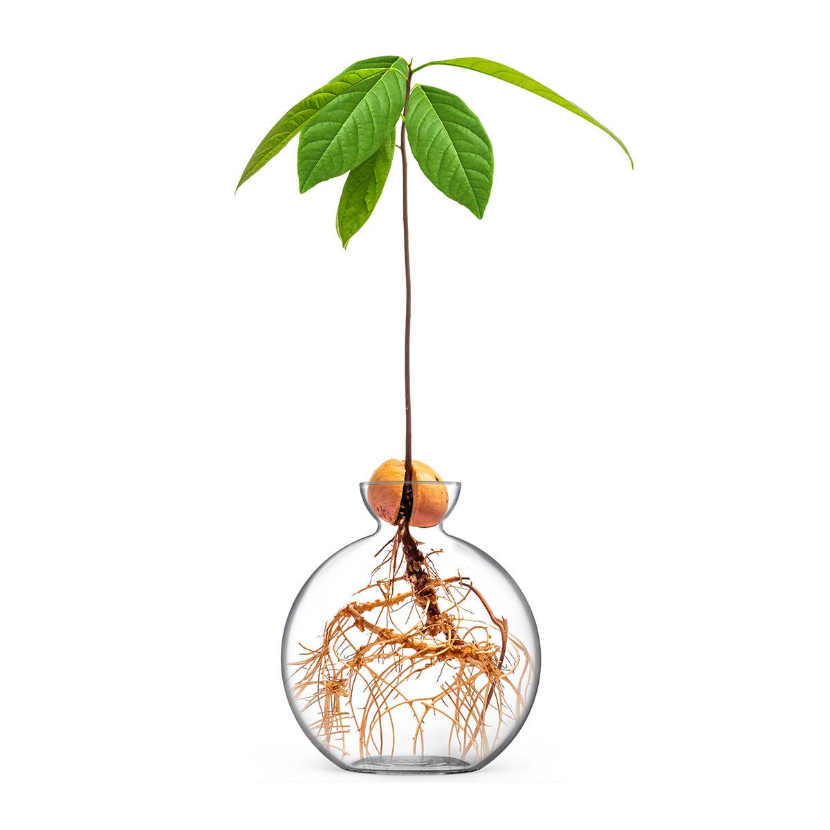 Cloudberries - Vasecado® Grow an Avocado-Pflanze, handgeblasene Vase aus klarem Glas