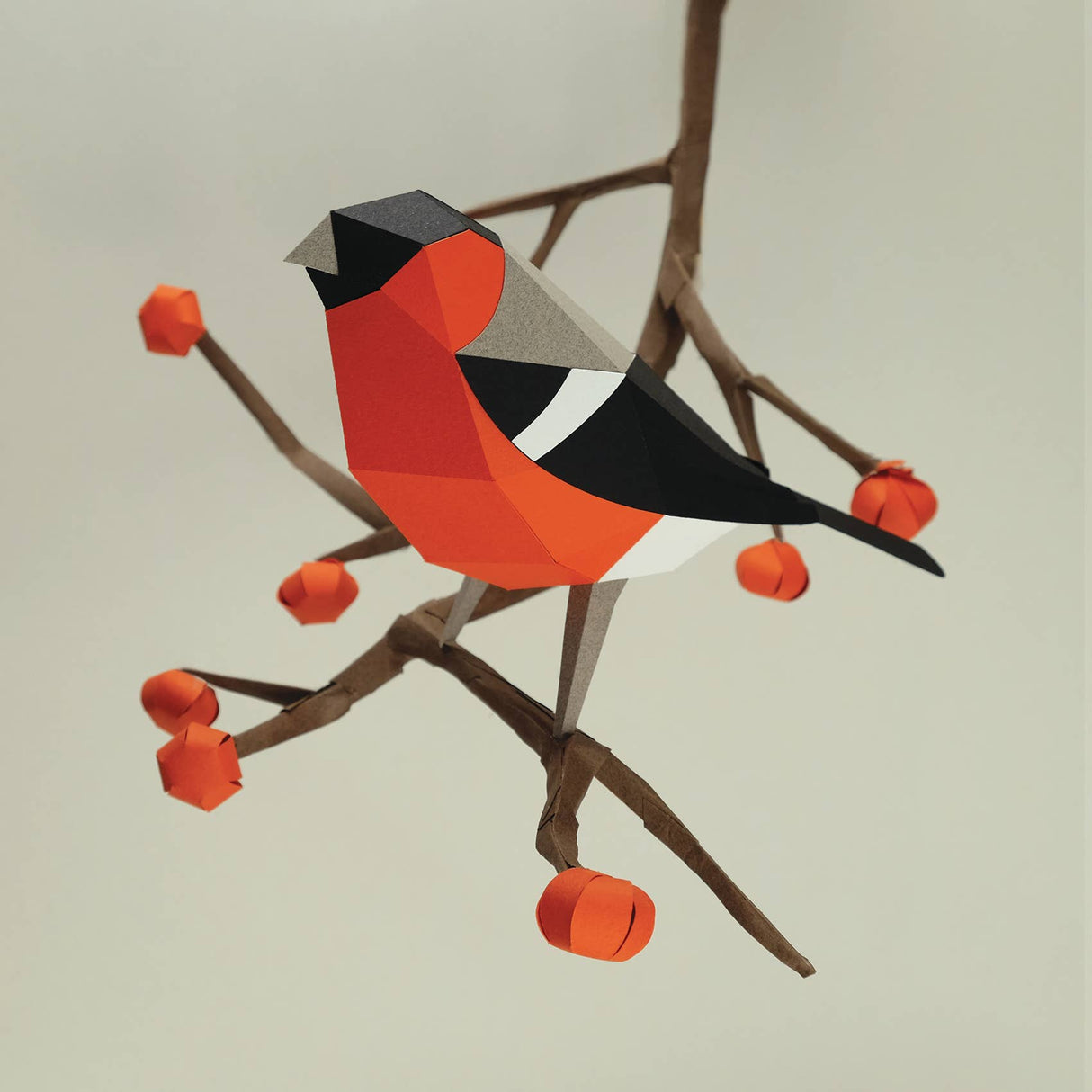 PLEGO - PYRRHULA PYRRHULA - Papiervogel