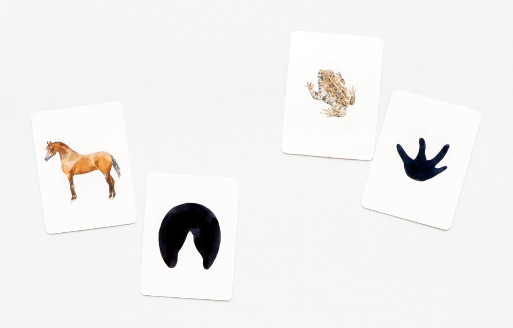 Laurence King | Tiere in deiner Umgebung