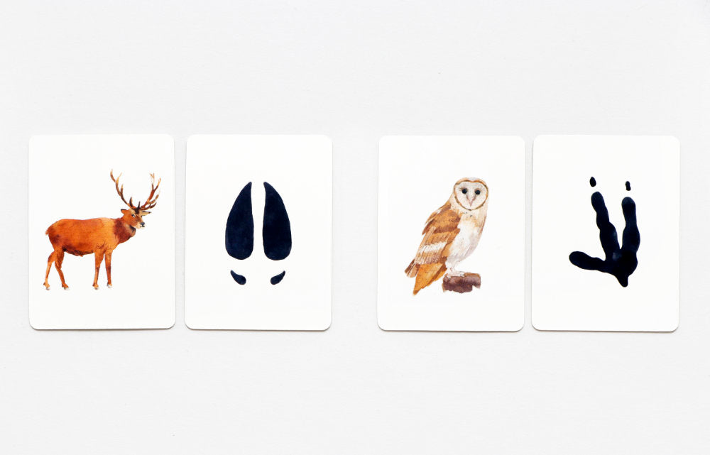 Laurence King | Tiere in deiner Umgebung