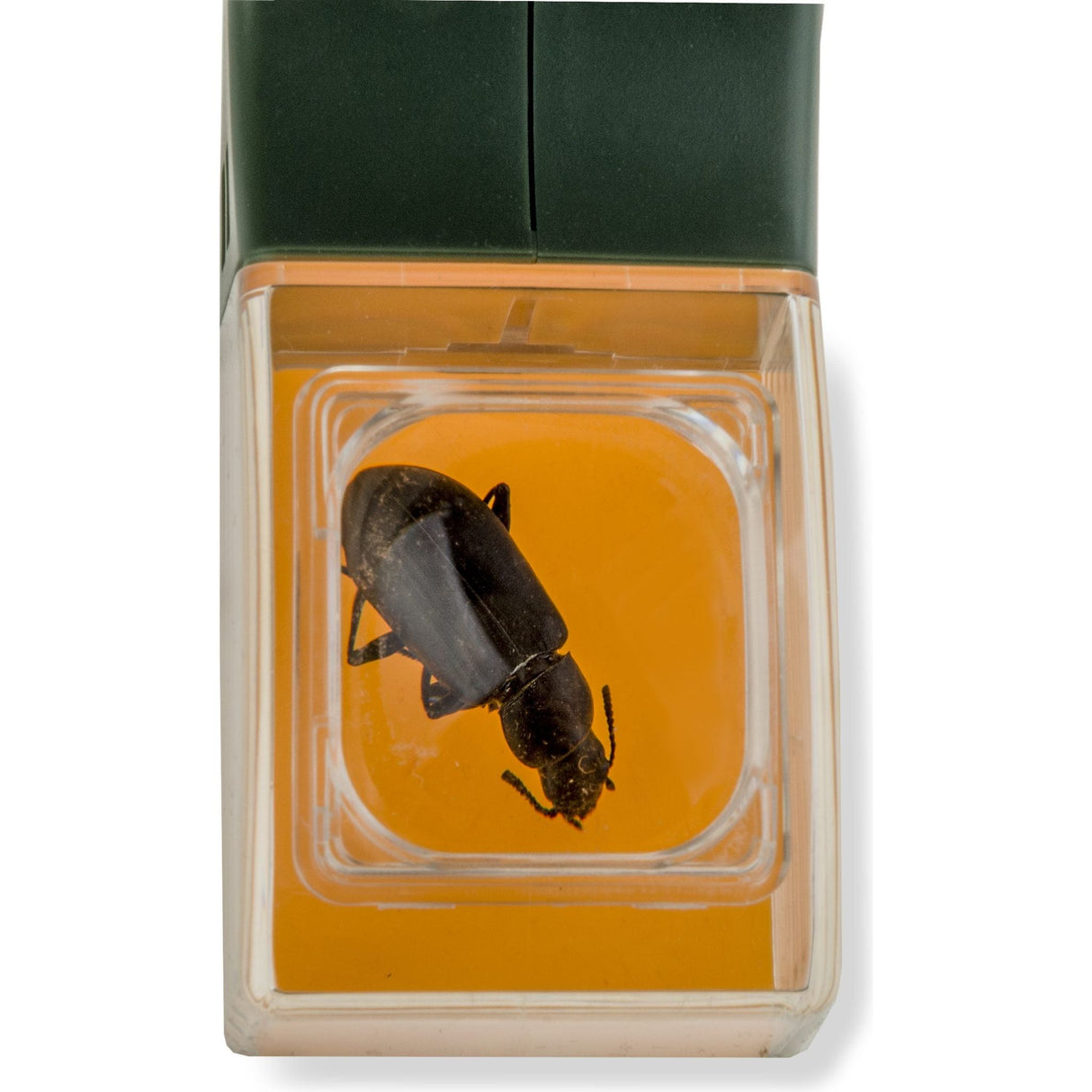 CARSON | Einhand Insektenlupe | BugView | HU-10