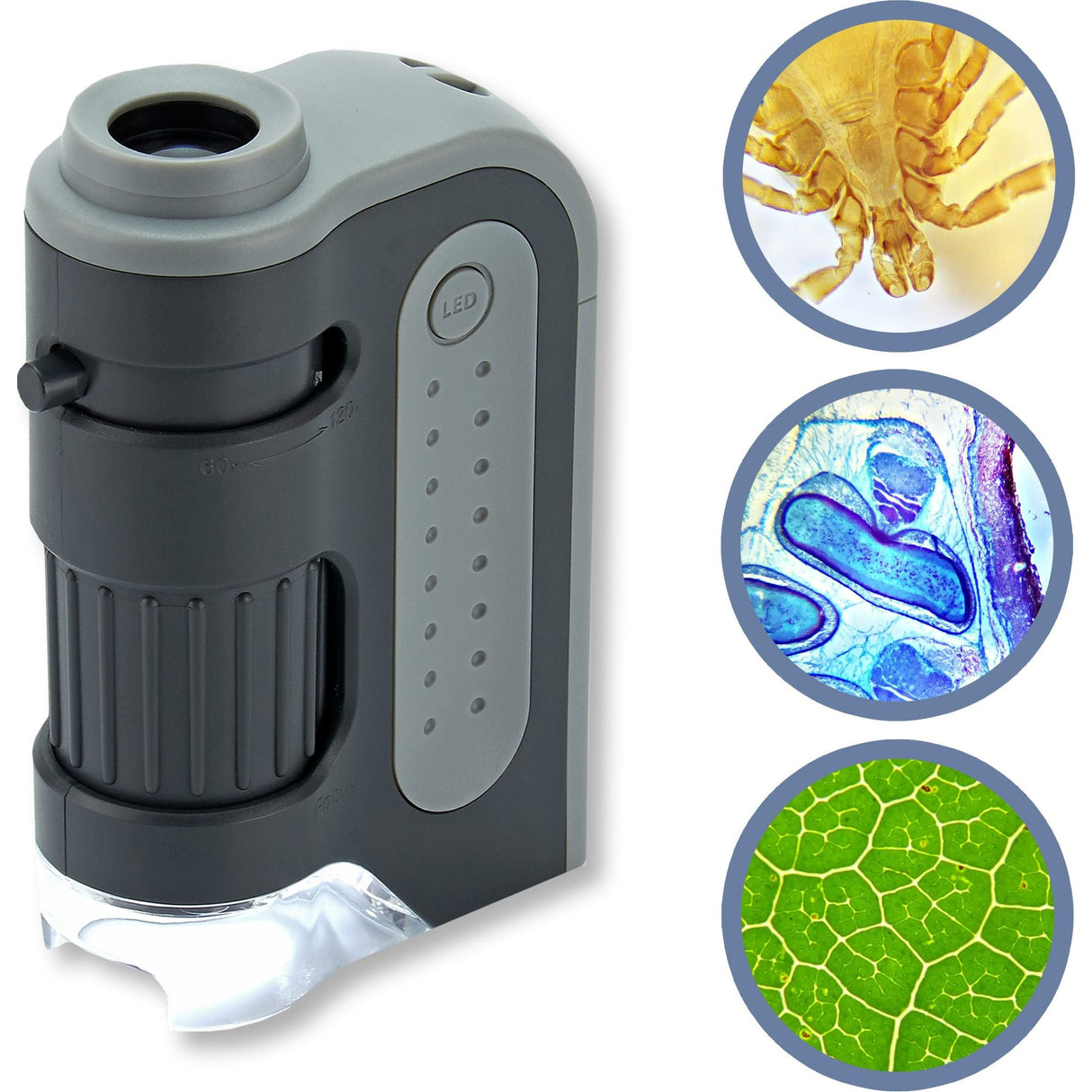 CARSON | sehr Hochwertiges Taschenmikroskop | MicroBrite Plus MM-300