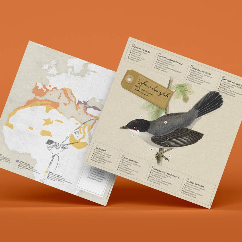 PLEGO - SYLVIA | Samtkopf-Grasmücke - Papiervogel