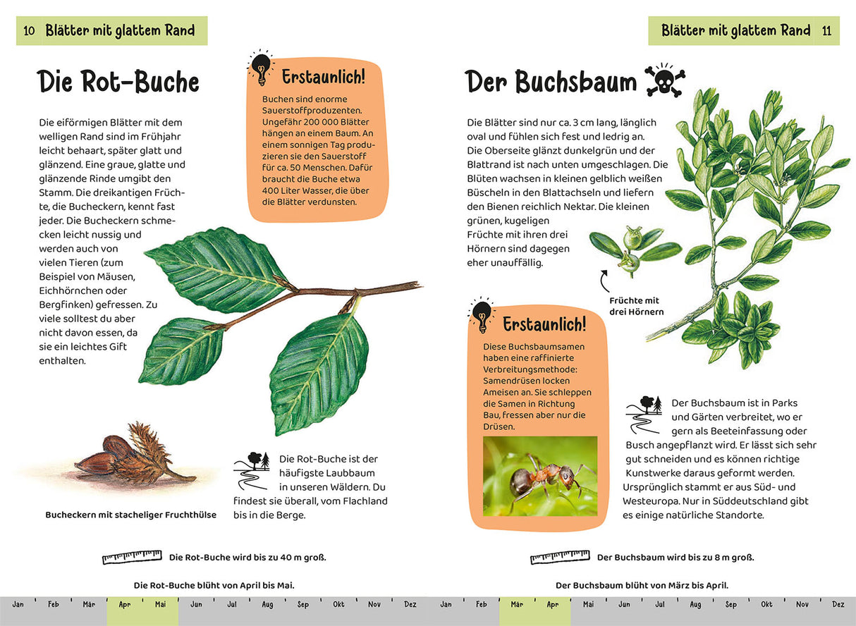 KOSMOS | Kindernaturführer Welcher Baum ist das?