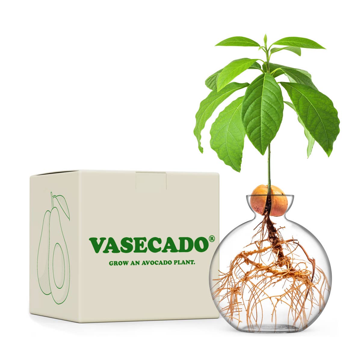 Cloudberries - Vasecado® Grow an Avocado-Pflanze, handgeblasene Vase aus klarem Glas