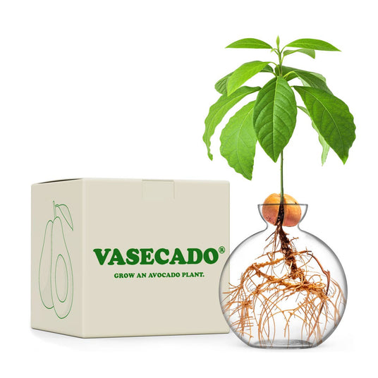 Cloudberries - Vasecado® Grow an Avocado-Pflanze, handgeblasene Vase aus klarem Glas