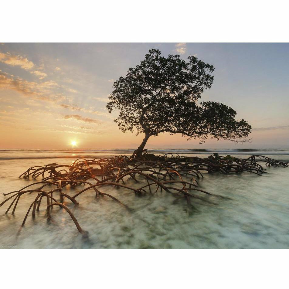 Red Mangrove  -  Puzzle  -  1000 Teile