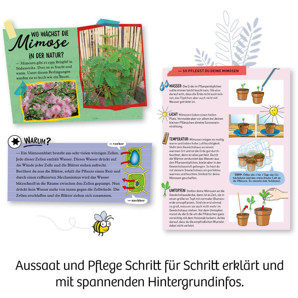 KOSMOS | Mimosen-Garten