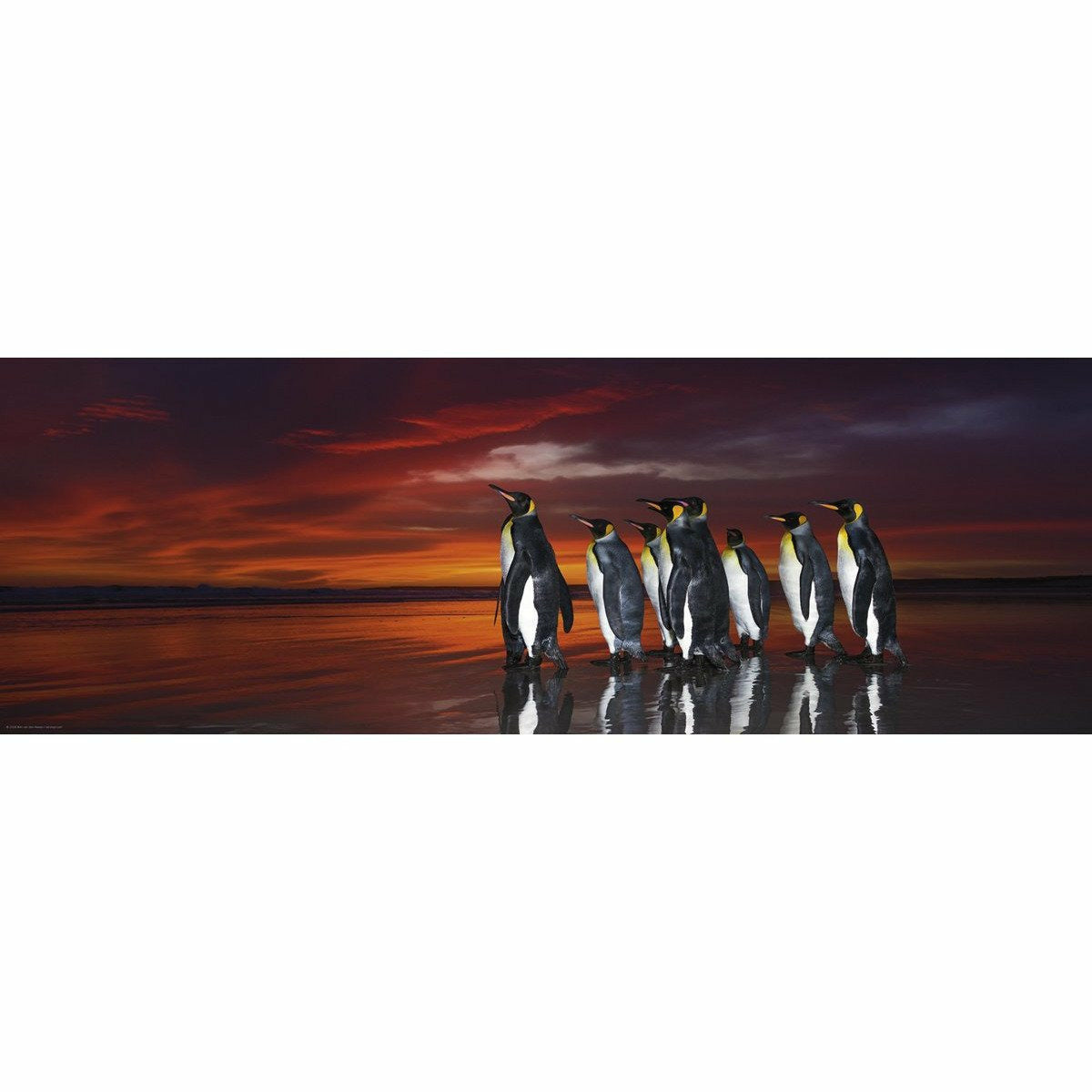 King Penguins - Puzzle - 1000 Teile