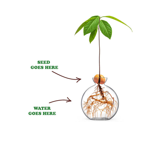 Cloudberries - Vasecado® Grow an Avocado-Pflanze, handgeblasene Vase aus klarem Glas