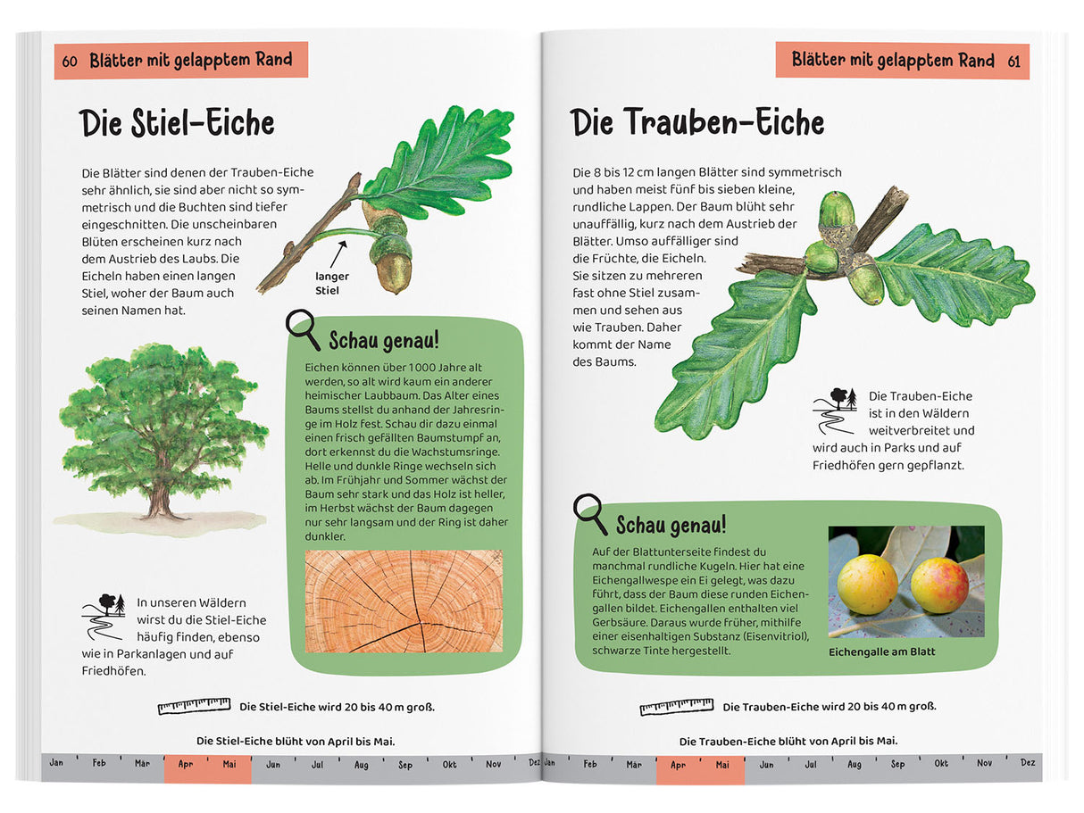 KOSMOS | Kindernaturführer Welcher Baum ist das?
