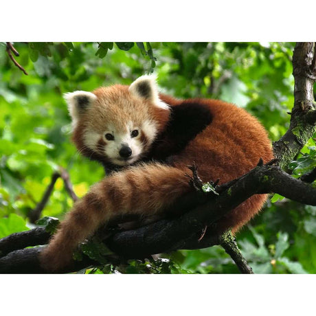 Ravensburger | Süßer roter Panda