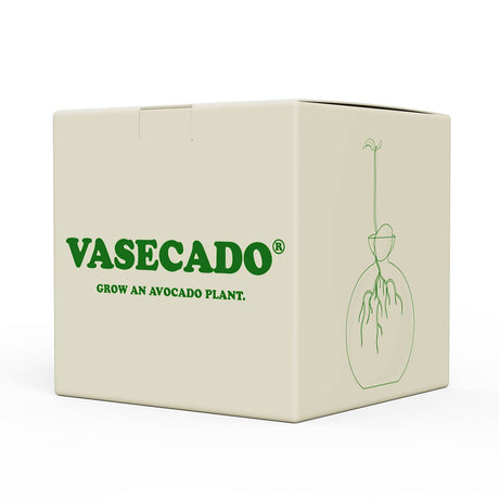 Cloudberries - Vasecado® Grow an Avocado-Pflanze, handgeblasene Vase aus klarem Glas