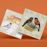 PLEGO - PYRRHULA PYRRHULA - Papiervogel
