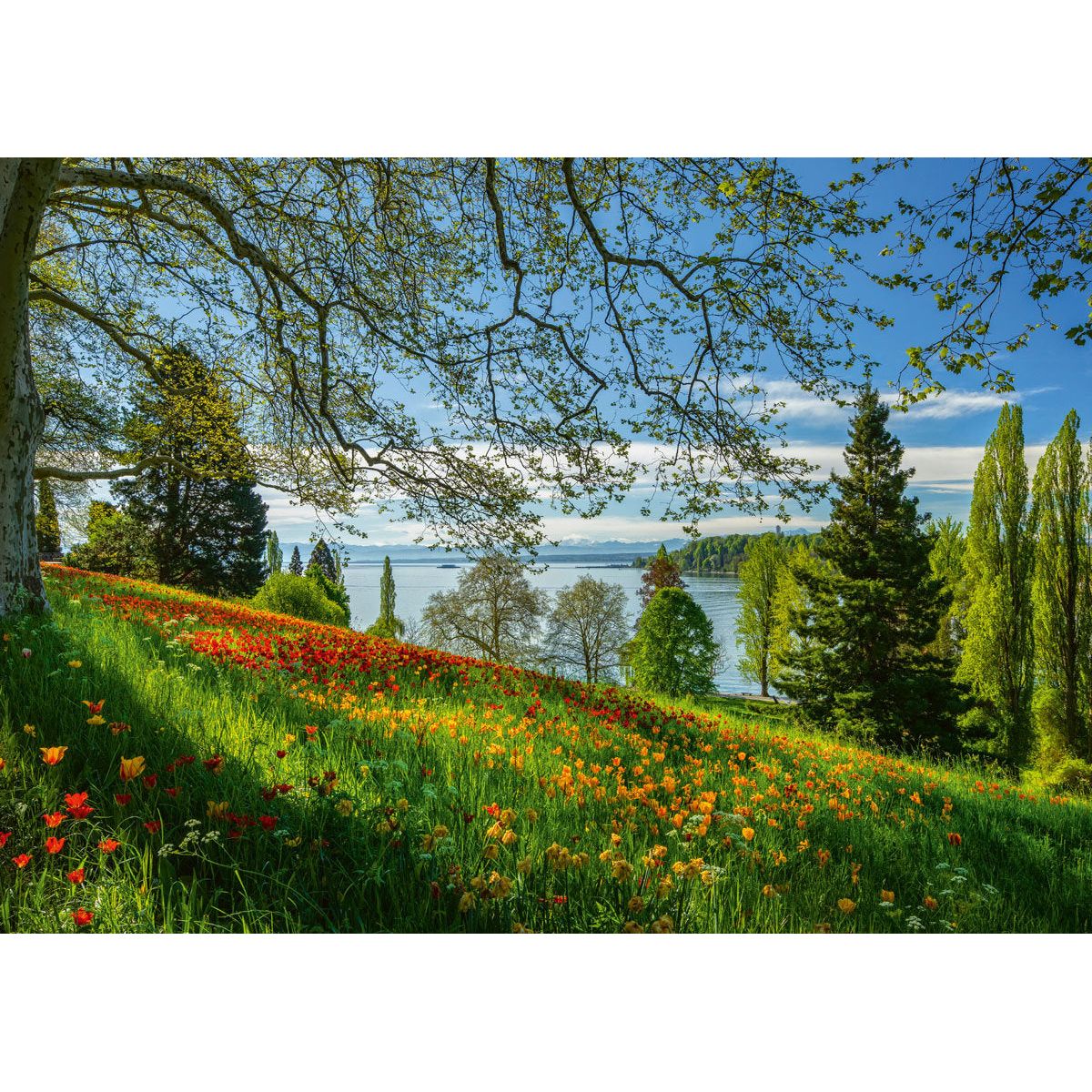 Schmidt Spiele | Frühlingsallee zur Tulpenblüte, Insel Mainau