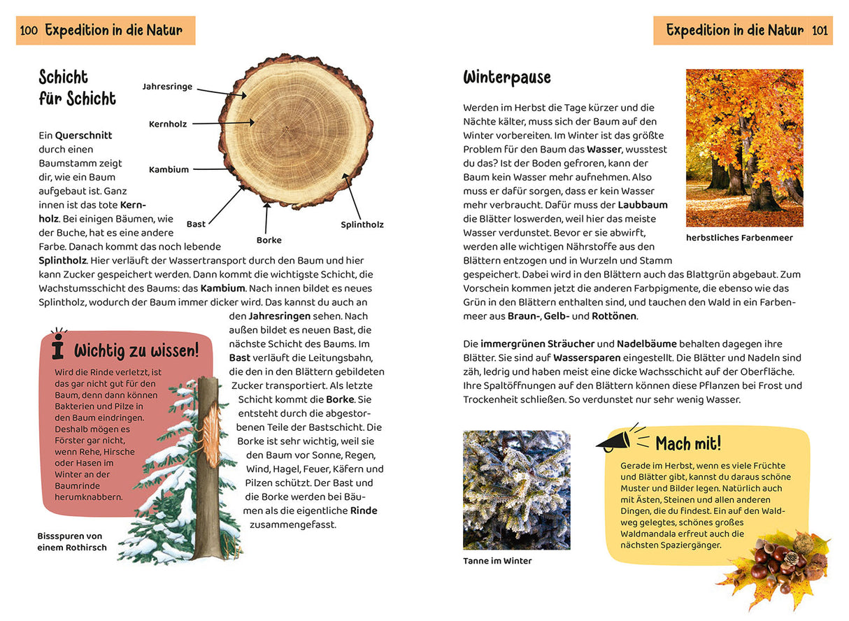 KOSMOS | Kindernaturführer Welcher Baum ist das?