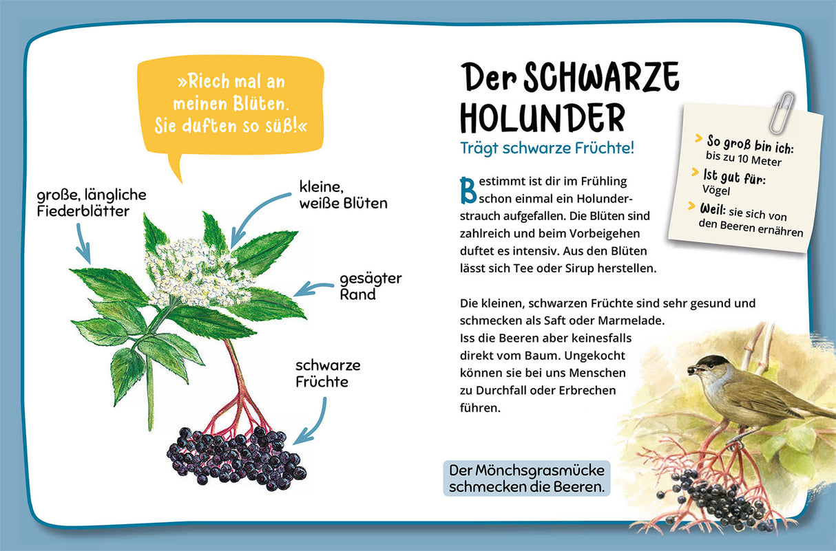 KOSMOS | Mein 1. Naturführer Welcher Baum ist das?