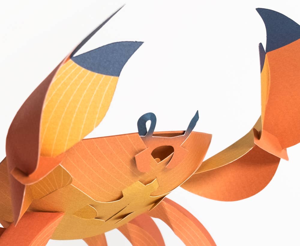 PLEGO - CANCRIDAE - Papierkrabbe