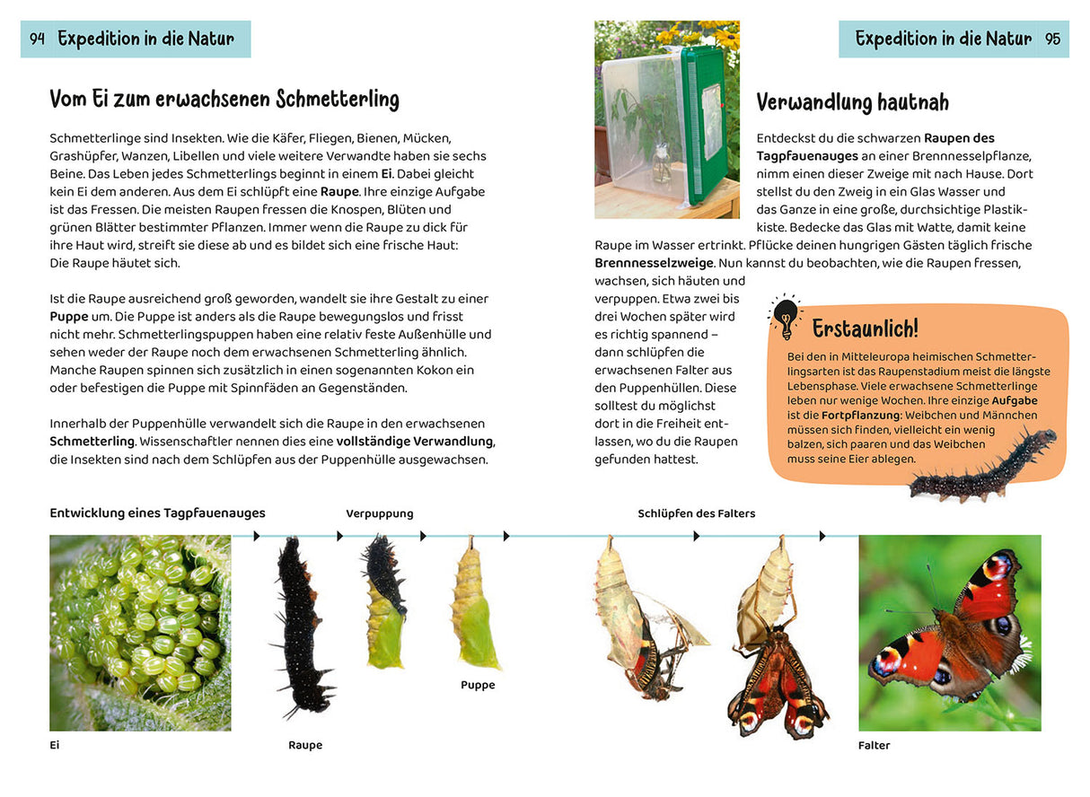 KOSMOS | Kindernaturführer Welcher Schmetterling ist das?