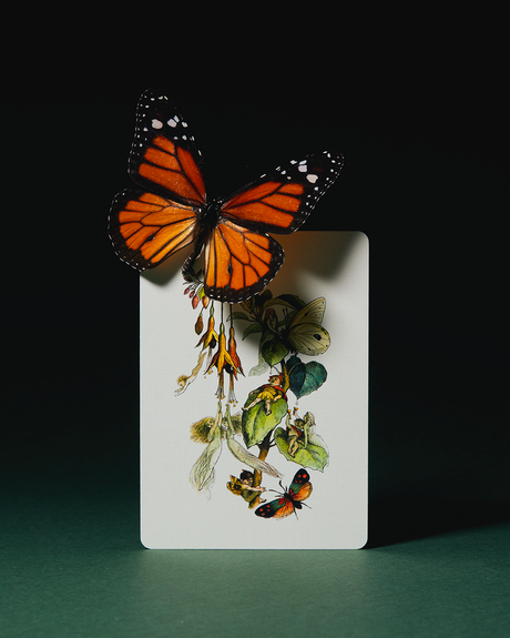 Art of Play | Spielkarten | Grimmlore Tartan