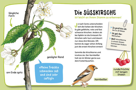 KOSMOS | Mein 1. Naturführer Welcher Baum ist das?