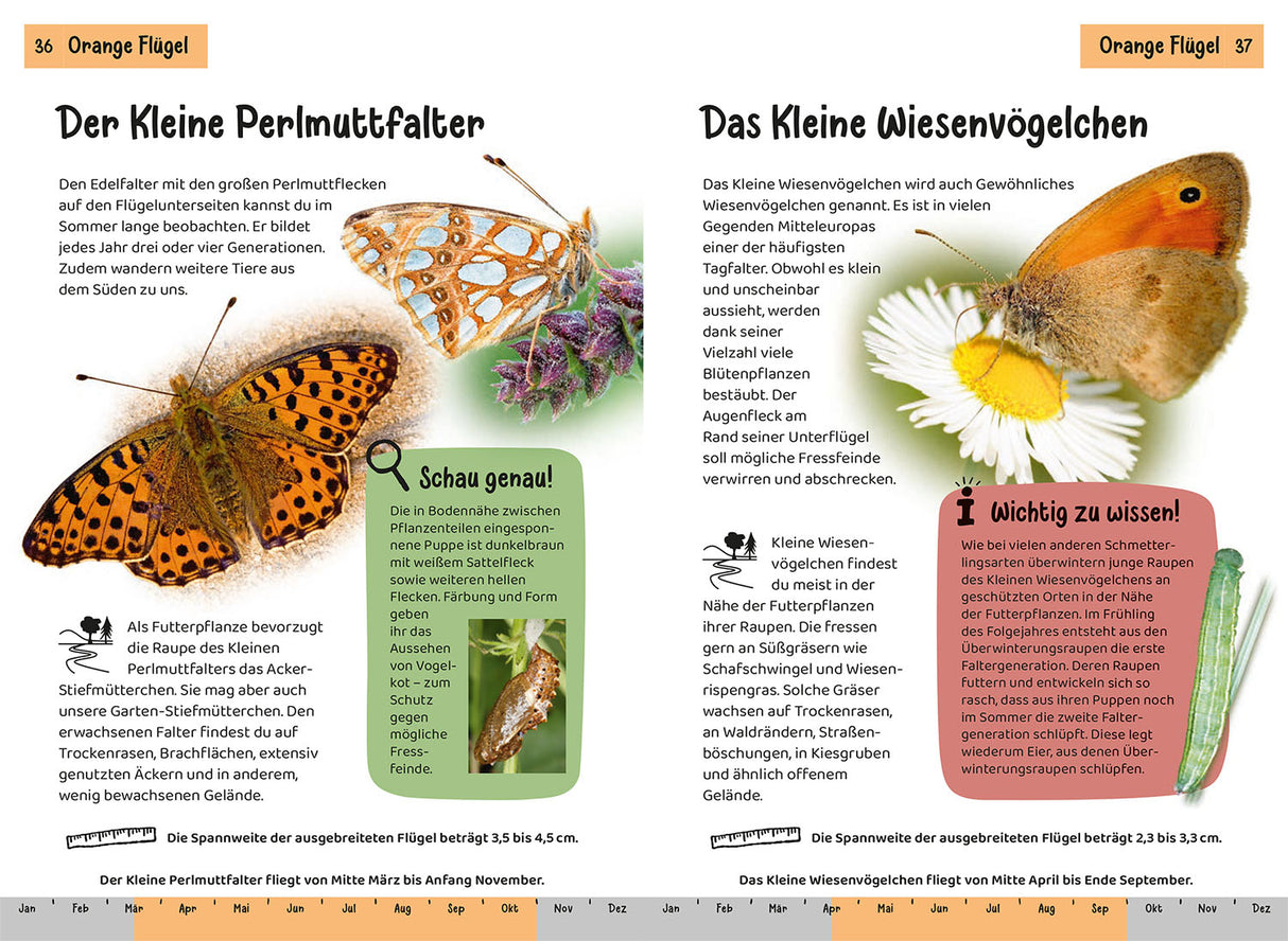 KOSMOS | Kindernaturführer Welcher Schmetterling ist das?