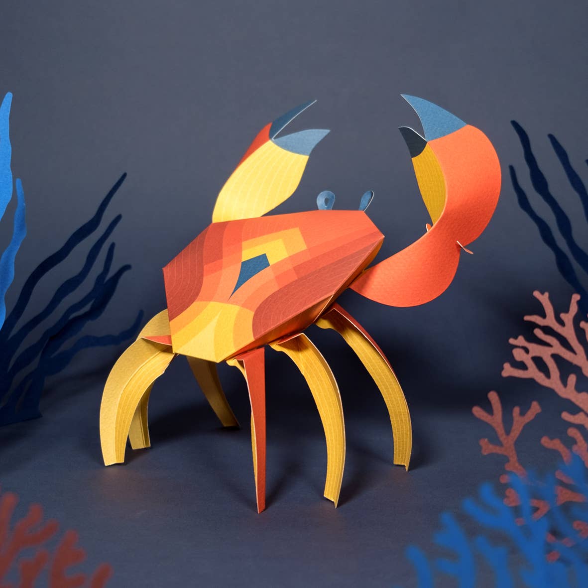 PLEGO - CANCRIDAE - Papierkrabbe