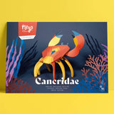 PLEGO - CANCRIDAE - Papierkrabbe