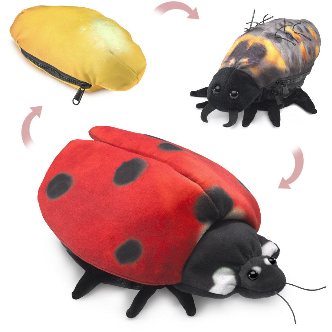 Folkmanis Puppets | Marienkäfer Metamorphose / Ladybug Life Cycle