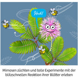 KOSMOS | Mimosen-Garten