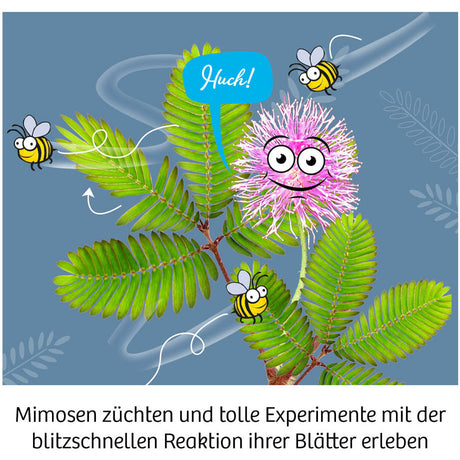 KOSMOS | Mimosen-Garten