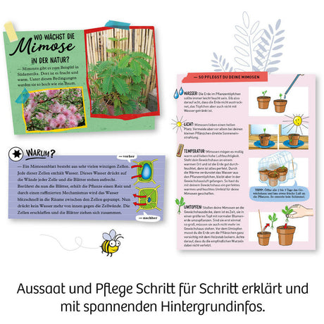 KOSMOS | Mimosen-Garten