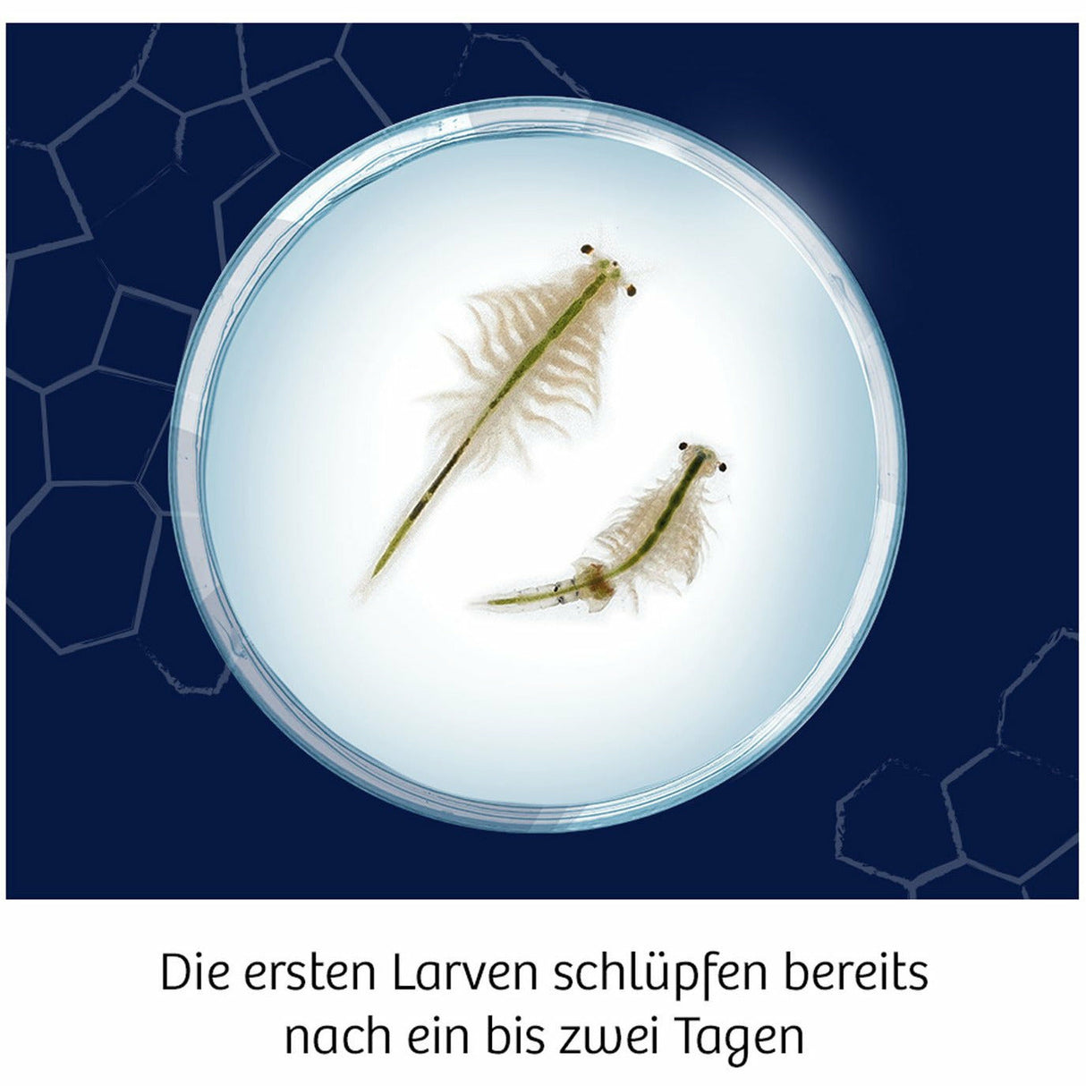 KOSMOS | Fun Science Wuselnde Salzkrebse