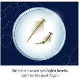 KOSMOS | Fun Science Wuselnde Salzkrebse