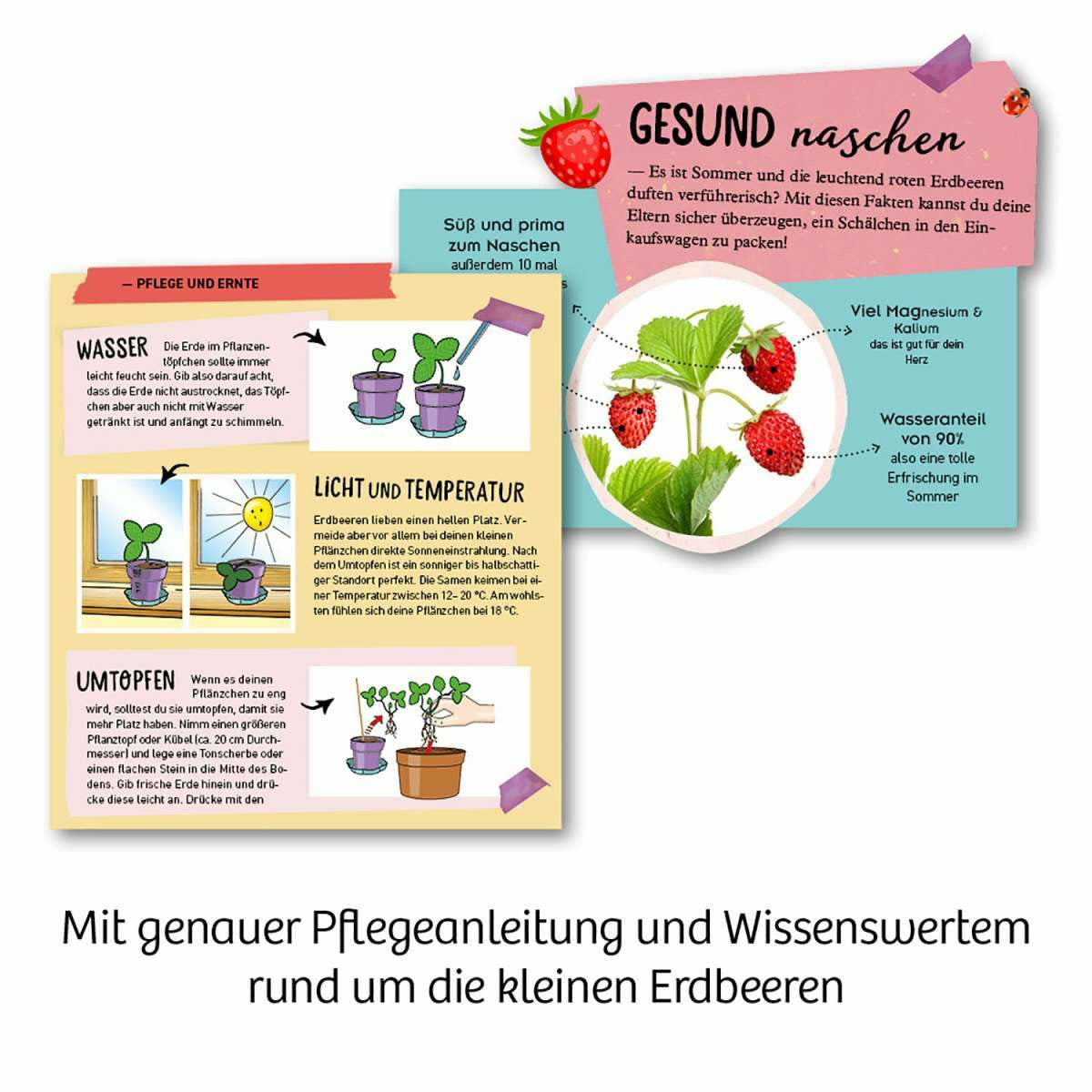 KOSMOS | Feen-Erdbeeren